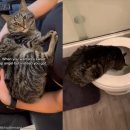 도그천사 이미지