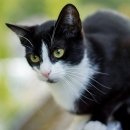 고양이샵 이미지