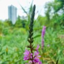 노작공원(홍사용) 이미지