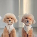 [ 타우로 콤 ] 푸들 볼륨 살려주는 Tauro 프로라인 메탈릭 듀얼콤 후기 강아지 콤빗 추천