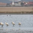 🌊 [국정기획위원회 새만금신공항 백지화 국정과제 반영 촉구 기자회견] 🌊에 함께 해주세요! 이미지