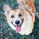 로얄도그 이미지