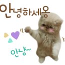 몽드펫 이미지