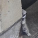 양키스그릴스테이크 이미지