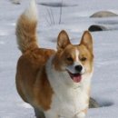 멍탕멍컷 이미지