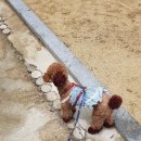 마이 펫 살롱 이미지