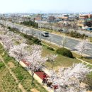 낙동강제방(2) 이미지