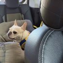 푼타하우스 | 하남 애견 운동장 푼타 하우스 산 좋아하는 멈머친구들 모여라!