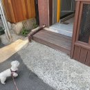 반갑다(반려견이 갑이다) 이미지