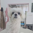 방긋웃개 이미지