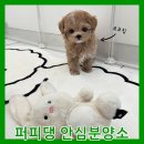 퍼피몽 강아지분양 고양이분양 군산본점 | 군산강아지무료분양 말티푸