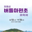 [전남/축제]2026년 6~9월 퍼플섬 버들마편초 꽃 축제, 신안 보라빛 꽃길 여행 총정리