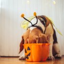 Fall in dog 이미지