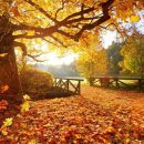어텀(AUTUMN) 이미지