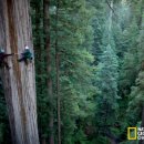 레드우드 이미지