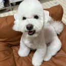 개운하개 | 광주 애견미용 주월동 개운하개