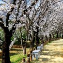 안동 하회마을 벚꽃 이미지