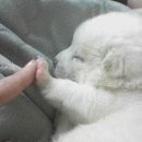 성대