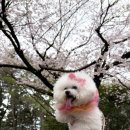 롯데스파랜드