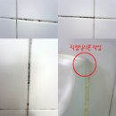 바이팡 | [슈머즈] 붙이는 곰팡이 제거제 바이팡 (실리콘/타일용) 후기