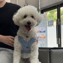 24시청주나음동물메디컬 | 청주동물병원 24시청주나음동물메디컬에서 건강검진 받고 왔어요