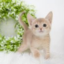 핑크젤리캐터리 이미지