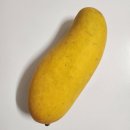 요니팜스 후기 : 달콤상콤 태국 마하차녹 (무지개망고) 🥭