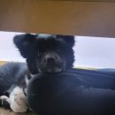 안면도덤앤더머 이미지