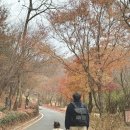 세유랑 | 강원도 홍천 힐링여행 애견동반 가능한 ‘힐리언스 선마을’ 디지털 디톡스 후기