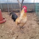 통일농장 이미지