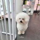 오도DOG 펫살롱 이미지