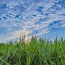 8윌 13일/ 오늘의 명언 이미지