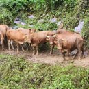 만수리 공동 축사 이미지
