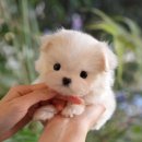 청도펫동물병원 이미지