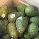 복불복 | 돌코리아 아보카도 내돈내산후기 지옥에서 온 아보카도 복불복
