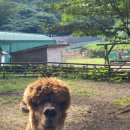 영호목장 | 제주 여행, 귀여운 알파카를 만나러 도치돌 알파카 목장 방문 후기