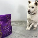 피부전문 저알러지사료 퓨어럭스 사이언스91 1.8kg 급여 후기