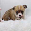 행복한강아지 이미지