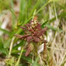 구름송이 이미지