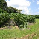 기호농장 이미지