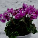 환타지아 이미지