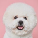 비숑이즈 이미지