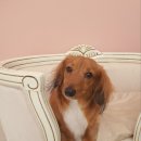 디어댕댕 이미지