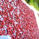 상준농장 이미지