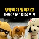 The Animals - Don't Let Me Be Misunderstood 이미지