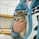 고양이샵 이미지