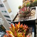 해드리오 이미지