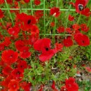 한촌메밀막국수 이미지