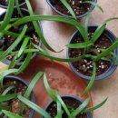 감사나무 이미지