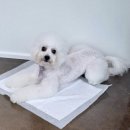 까비네펫살롱 이미지